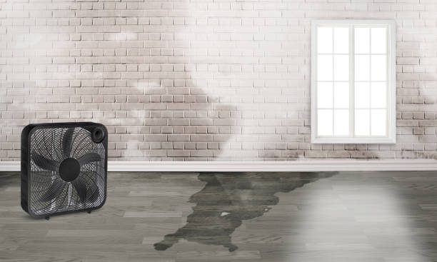 Best Water damage restoration near me  in Brazil, IN