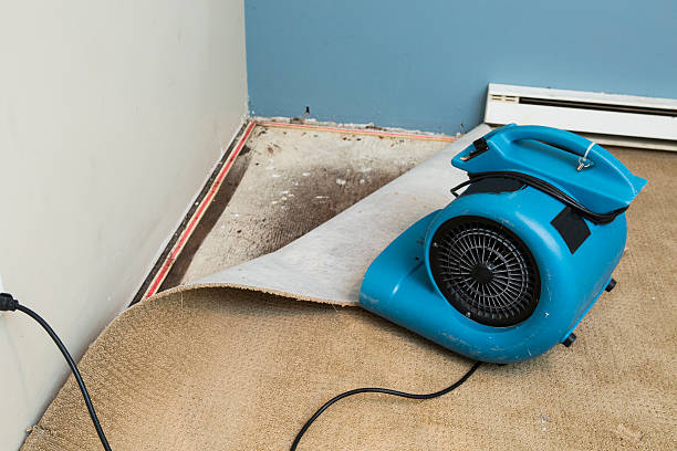 Best Local water damage restoration  in Brazil, IN
